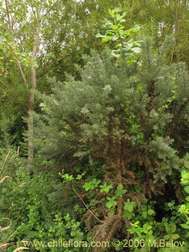 Image of Ulex europaeus (Corena / Espinillo / Yáquil). Click to enlarge parts of image.